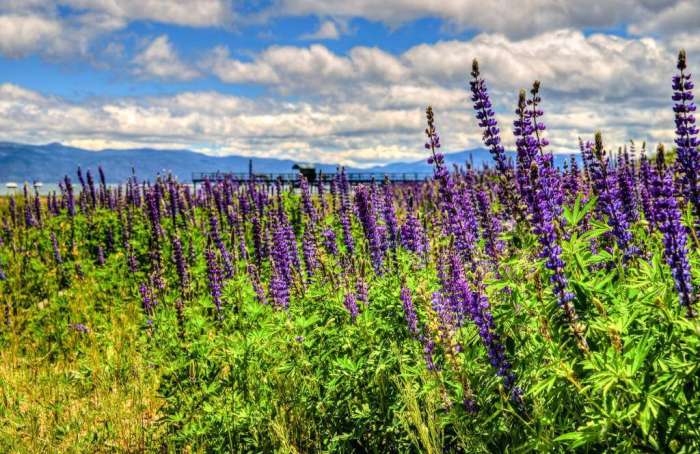 Learn more about North Shore Lake Tahoe